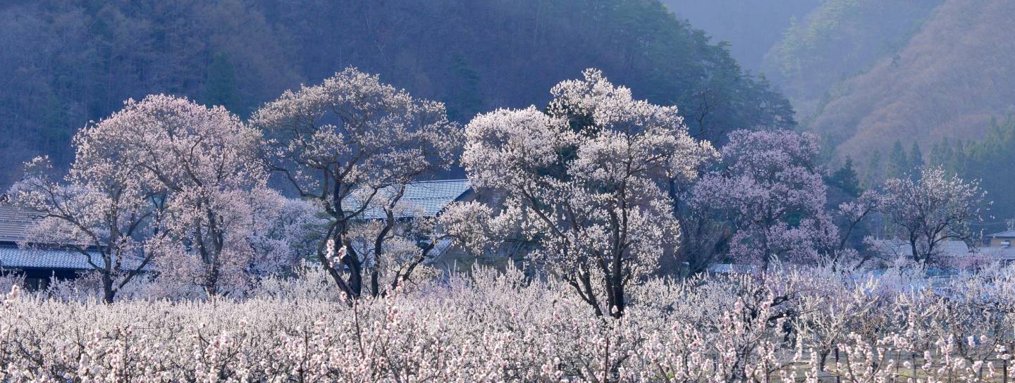 aprikosenblüten chikuma